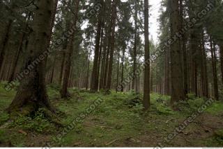 free photo texture of background forest